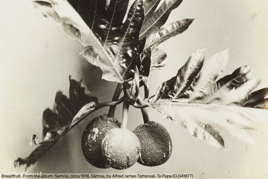 Surveying People—Policing Plants: Recasting Livelihoods in German Samoa - LECTURE